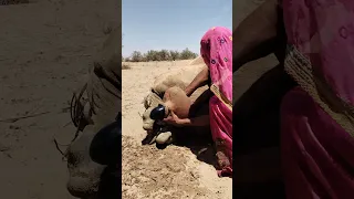 إذا شفت الغترة ساكتة  اعرف المصيبة جاية   دندنها