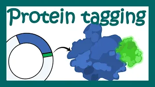 Protein tagging What is the purpose of tagging proteins Applications of protein tagging
