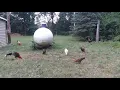 Miner blue roundhead American gamefowl