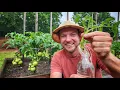 Download Lagu Easily Propagate Tomatoes 🍅 |3 Simple Steps|