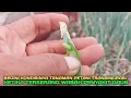 Download Lagu Berita kurang baik dari lahan petani transmigrasi kalimantan utara