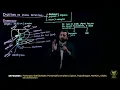 Digestion in Small Intestine 11th Biology Chp 12 Lecture 21