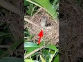 sarang burung emprit kaji..