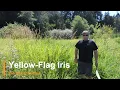 Plant Speed Dating - Yellow-Flag Iris Iris Pseudacorus