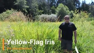 Plant Speed Dating - Yellow-Flag Iris Iris Pseudacorus