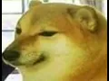 doggo bot