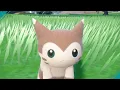 Furret is back!