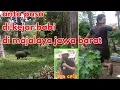 DI KEJAR B4B! di MAJALAYA jawa barat