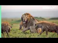 Download Lagu 10 TOP Natural History Moments | BBC Earth