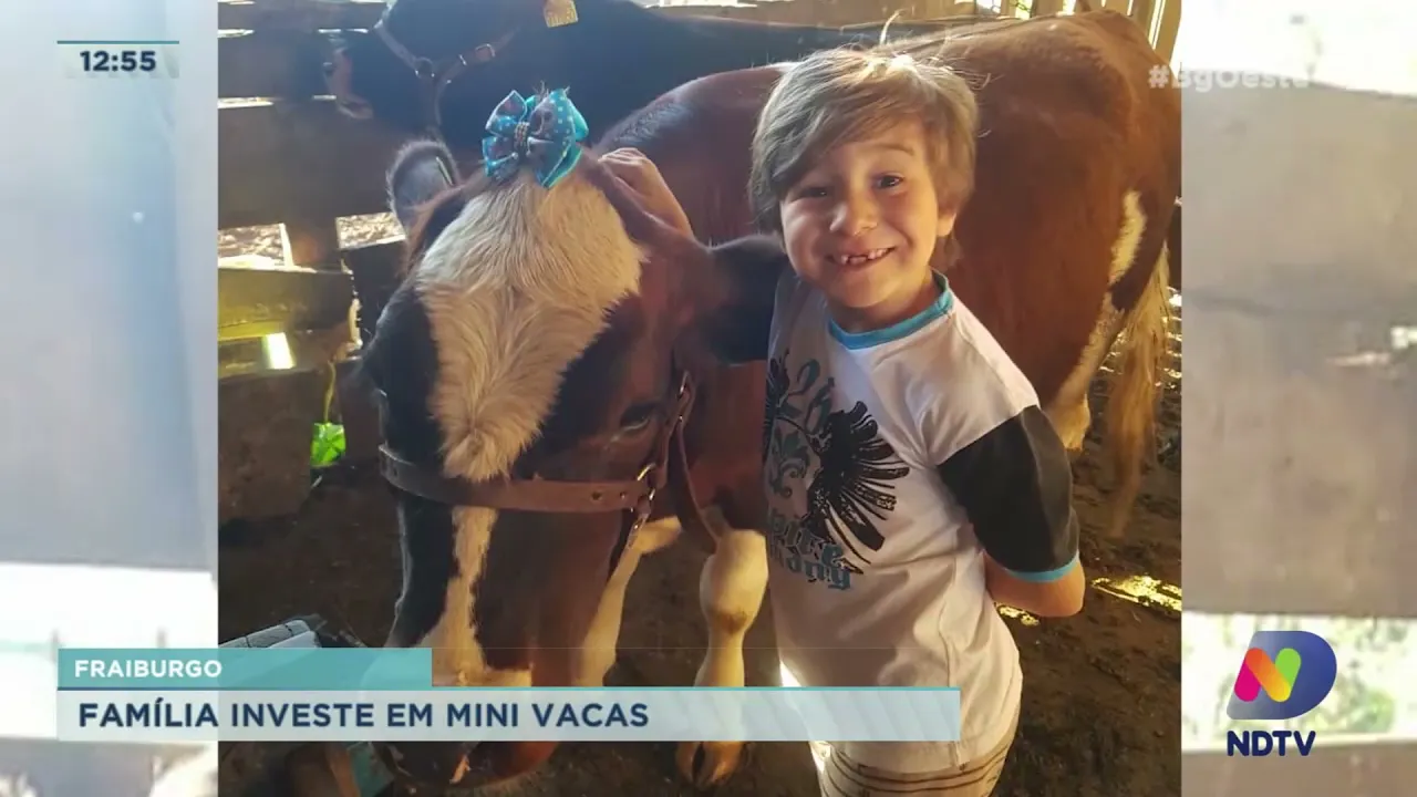 Fraiburgo: Família investe em mini vacas