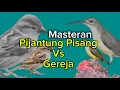 Download Lagu pijantung pisang vs gereja | Masteran full tembakan | Masteran burung Kecil