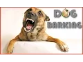 Download Lagu Efek Suara Anjing Menggonggong dalam Kualitas Terbaik