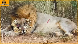 Download 45 Painful Lion Was Stabbed By Hundreds Of Porcupine Spikes When Foolishly Hunted Porcupine MP3