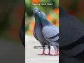 Download Lagu Relaxing CALM Music 🎶 | Pigeon call sound