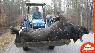 هذا هو اكبر خنزير في العالم  ضخم بشكل لا يصدق   دندنها