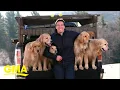 Golden retriever dog farm becoming a tourist hot spot in Vermont