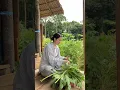 Download Lagu masak di ladang selain hasil petikan ada rica keong dan ayam