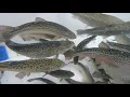Tiger Trout in Virginia