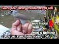 Download Lagu suara pikat burung kejepit‼️Kusus buwat burung yang bandel