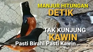 Download MURAI TAK KUNJUNG KAWIN‼Pake ini Pancingan Murai Kawin MANJUR HITUNGAN DETIK langsung BIRAHI KAWIN MP3