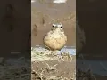 Download Lagu American Pipit Walks Cautiously Along Pond