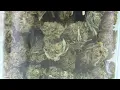 Nixa City Council discussing where marijuana dispensaries may operate