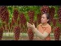Download Lagu Harvesting More Than 1000kg of Ripe Grapes in the Garden and Selling at the Countryside Market