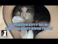 FIV Positive Kitty 101 In 5 minutes Must-know Facts
