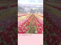 陳蕾_相信一切是最好的安排﻿ Lyrics 中文歌詞