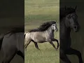 Lagu Atın güzelliği #hayvan #at #horse #atlar #hayvanlar #animals #sevgi #love #shorts #ytviral #aygır