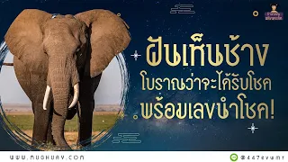 ฝันเห็นช้าง ทำนายฝันว่าเห็นช้าง โบราณว่าจะได้รับโชคใหญ่ในเร็ววัน