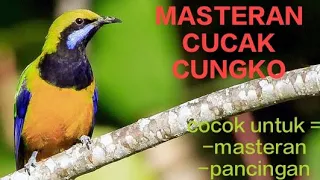 Download MASTERAN CUCAK CUNGKO DENGAN JEDA 1-2 MENIT PASTI CEPAT MASUK MP3