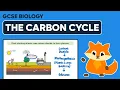 The Carbon Cycle - GCSE Biology