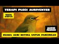 Download Lagu 🔴 TERAPI PLECI AURIVENTER ‼️ SUARA AURI BETINA UNTUK PANCINGAN #pleci #plecimania #pleciauri