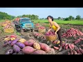 Download Lagu REWIND TIMALAPSE -- 720 Hours Harvesting A Lot Of Sweet Potatoes, Papayas, Melons, Green Squash...