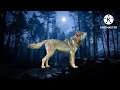 Awesome Wolf Howling Compilation Beautiful Wolf ST Creations