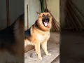 Lagu Viral Dog Barking Sound,Dog loudly Barking sound #germanshepherd #shorts #dogsound #dogvideos