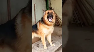 Viral Dog Barking Sound Dog Loudly Barking Sound Germanshepherd Shorts Dogsound Dogvideos  Viral Dog Barking Sound Dog Loudly Barking Sound Germanshepherd Shorts Dogsound Dogvideos