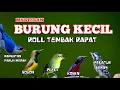 Download Lagu 🔥Masteran Burung Kecil Paling Dicari | Bikin Burung Cepat Gacor MUDAH MASUK