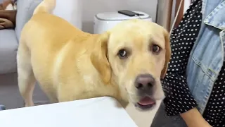 【旺仔很忙🐶wangzai is busy】狗子：没时间解释了！No time to explain.