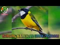 Download Lagu Suara burung kancilan emas / bimoli audio jernih