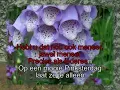 Download Lagu Leen Jongewaard -  Op een mooie Pinksterdag ( KARAOKE ) Lyrics