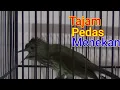Download Lagu Burung siri siri kecil Gacor Tembakan Tajam