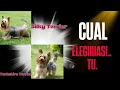 Yorkshire Terrier vs Silky Terrier - Cual es mejor para ti