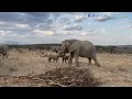 Download Lagu Majestic Elephant Herd in the Wild | African Safari Adventure 4K