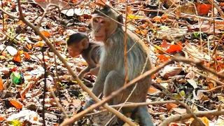 Poor Little Baby Kidnaped Young Adult Monkey