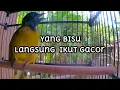 Download Lagu Suara Kutilang Sutra Pikat ngerol dan tembakannya bikin Emosi lawan