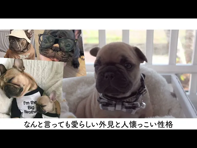 動画