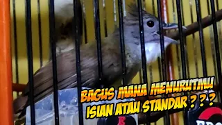 masteran cucak jenggot isian gereja tarung gacor mantap kicaungapakchanel masteran