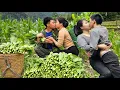 Download Lagu Harvesting agricultural products, green vegetables, and radishes to sell at the market | Linh's Life